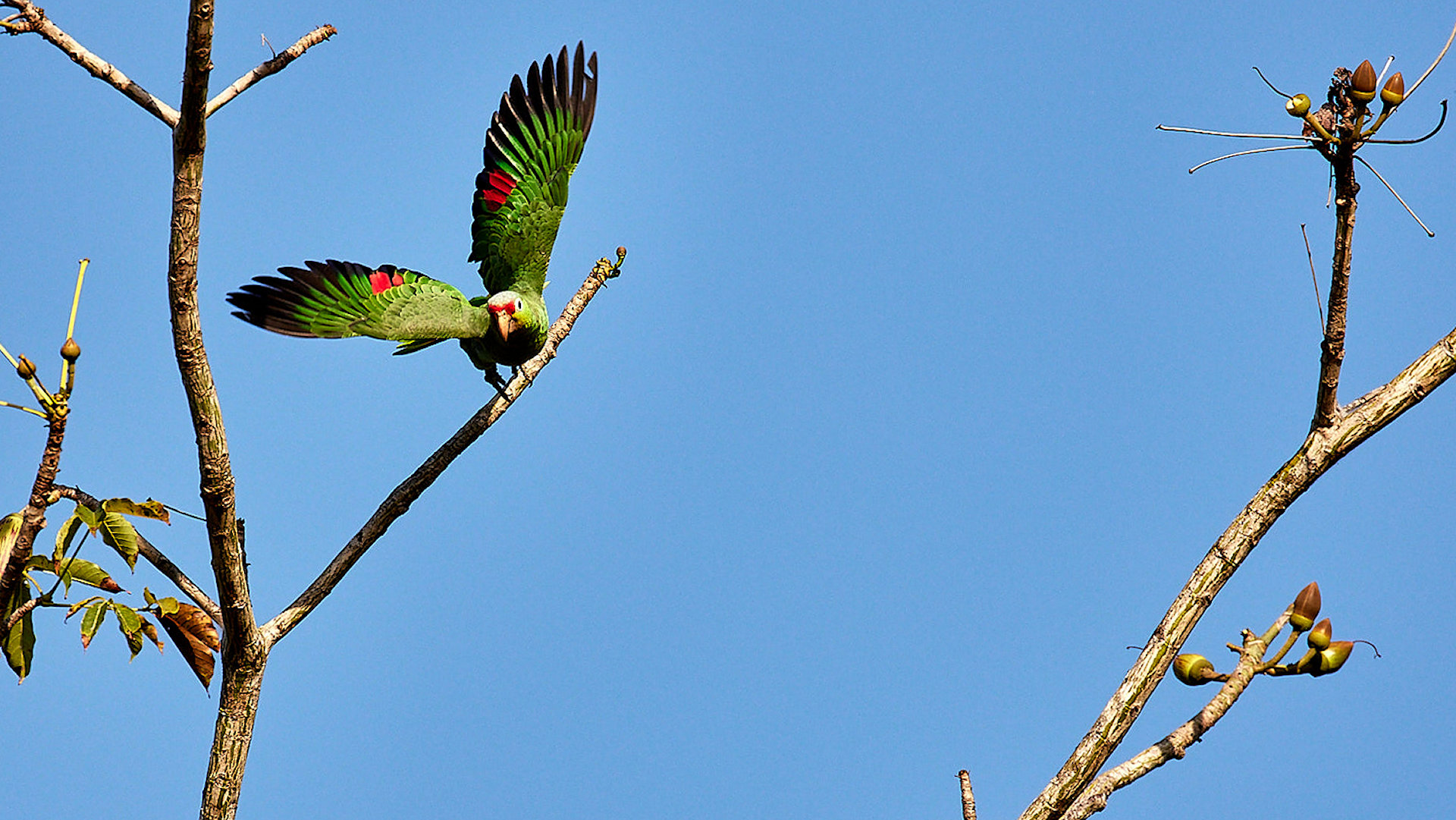 Red lored parrot taking off - image 14
